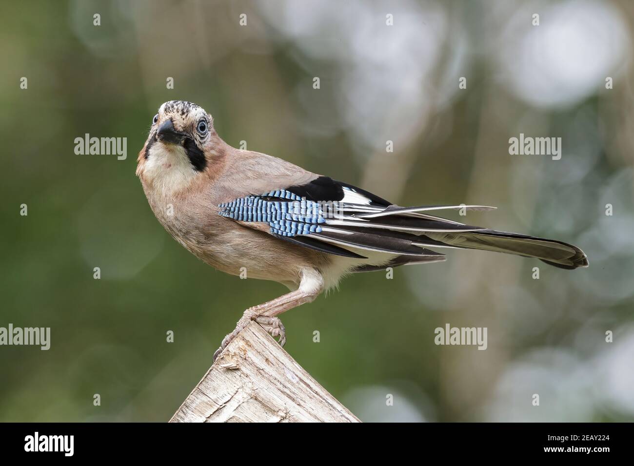 Fieno eurasiatico, Garrulus glandarius, singolo adulto appollaiato su un ceppo di alberi, Bulgaria Foto Stock