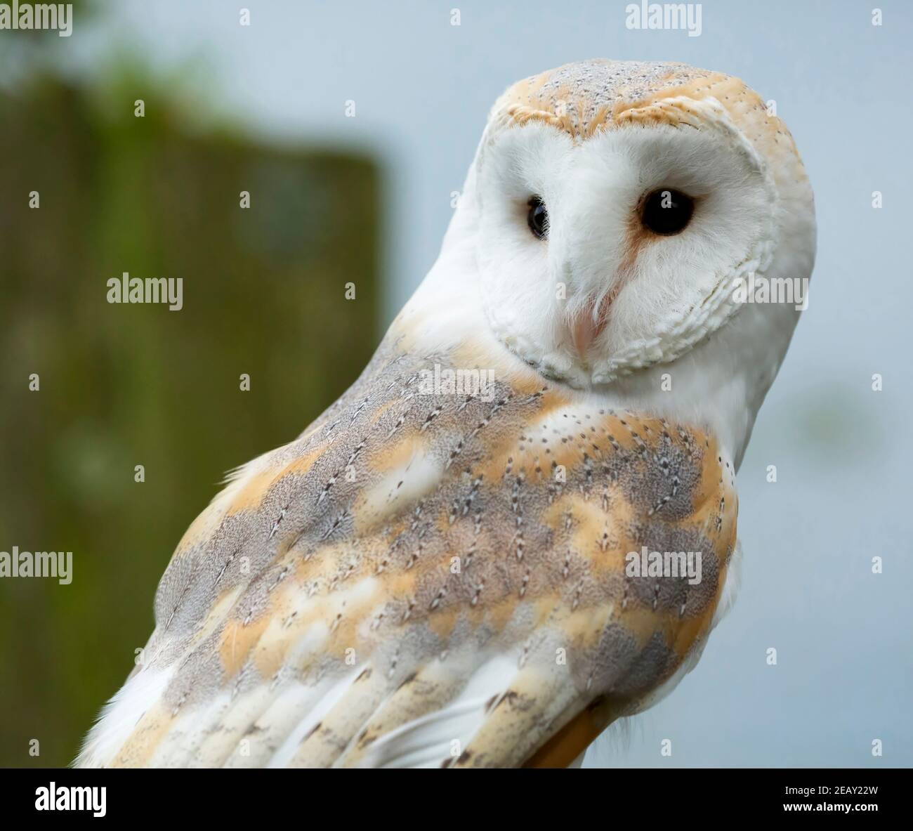 Il barbagianni, Tyto alba Foto Stock