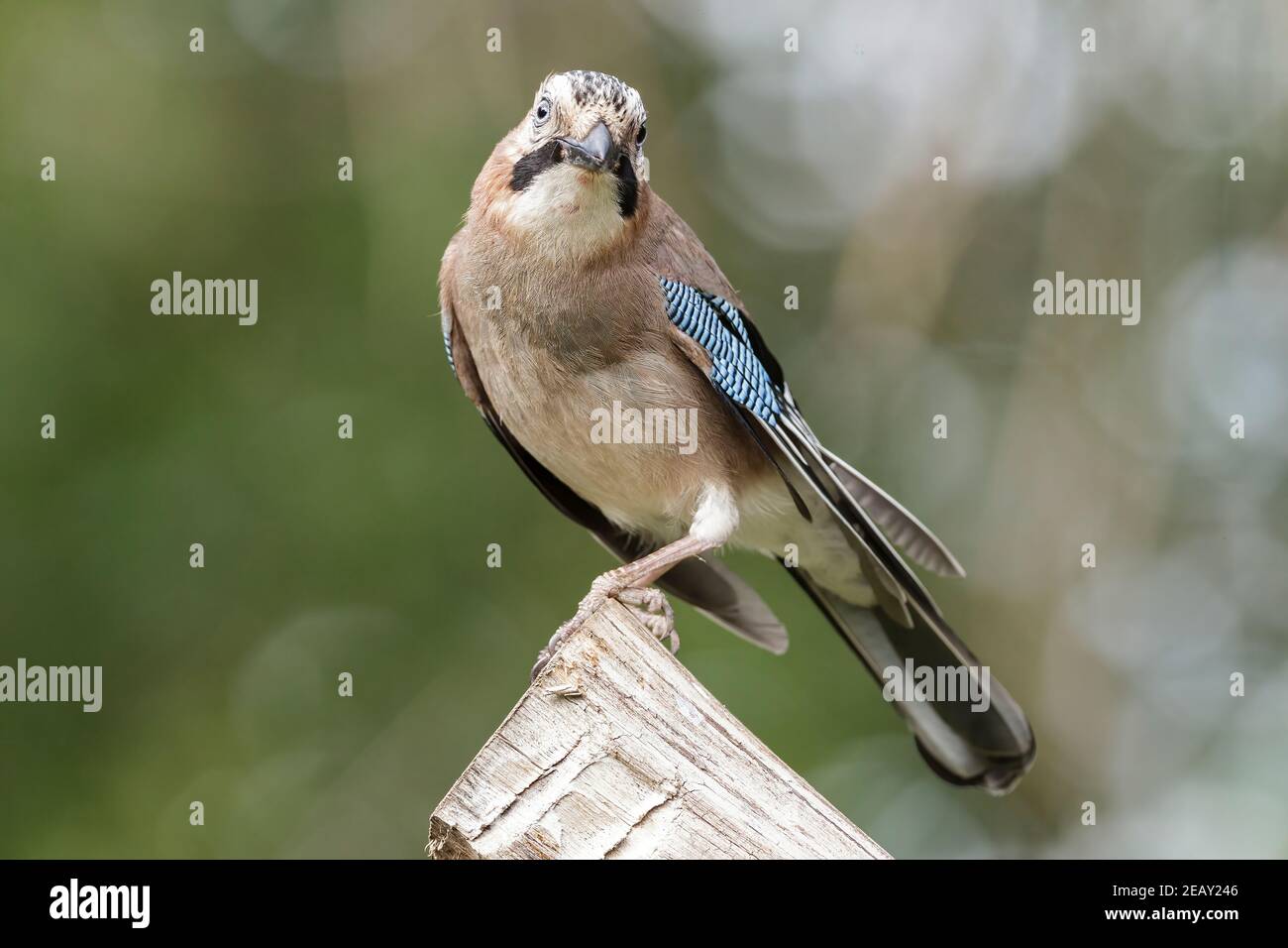 Fieno eurasiatico, Garrulus glandarius, singolo adulto appollaiato su un ceppo di alberi, Bulgaria Foto Stock