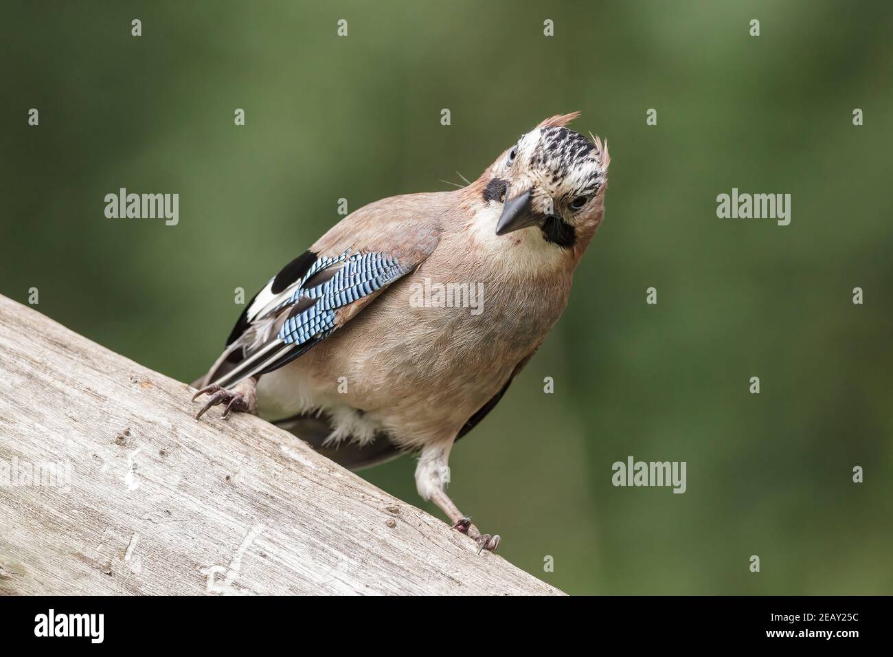 Fieno eurasiatico, Garrulus glandarius, singolo adulto appollaiato su un ceppo di alberi, Bulgaria Foto Stock