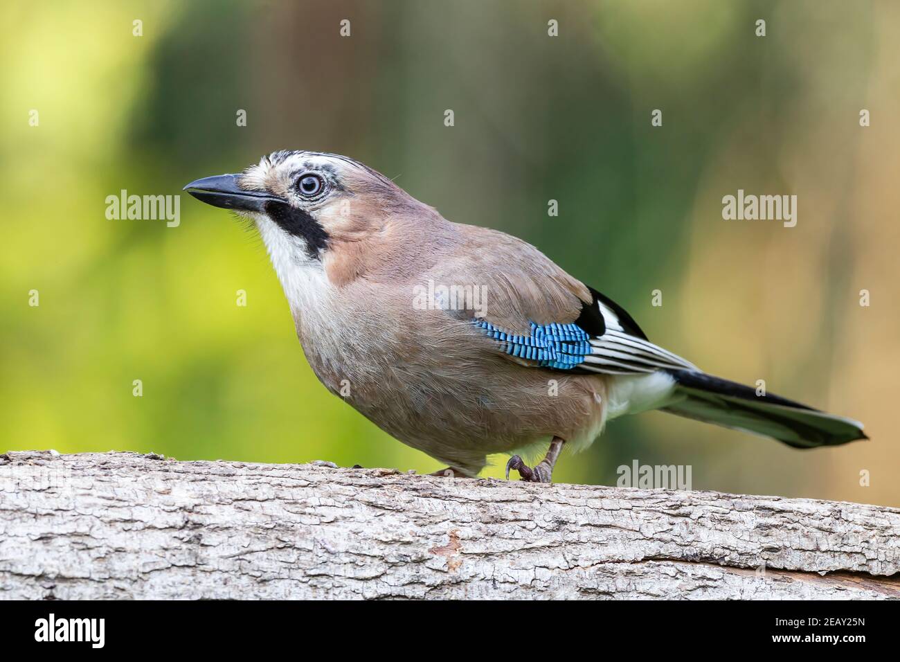 Fieno eurasiatico, Garrulus glandarius, singolo adulto appollaiato su un ceppo di alberi, Bulgaria Foto Stock