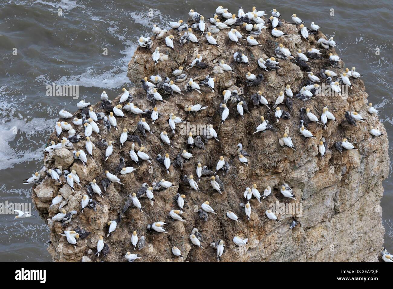 Le gannette nidano su una formazione rocciosa a Bempton Cliffs a. RSPB Bempton Cliffs riserva naturale Foto Stock