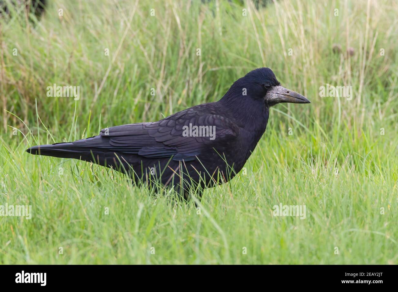 Ruscello eurasiatico, Corvus frugilegus, alimentazione di uccelli singoli su vegetazione corta, Norfolk, Regno Unito Foto Stock