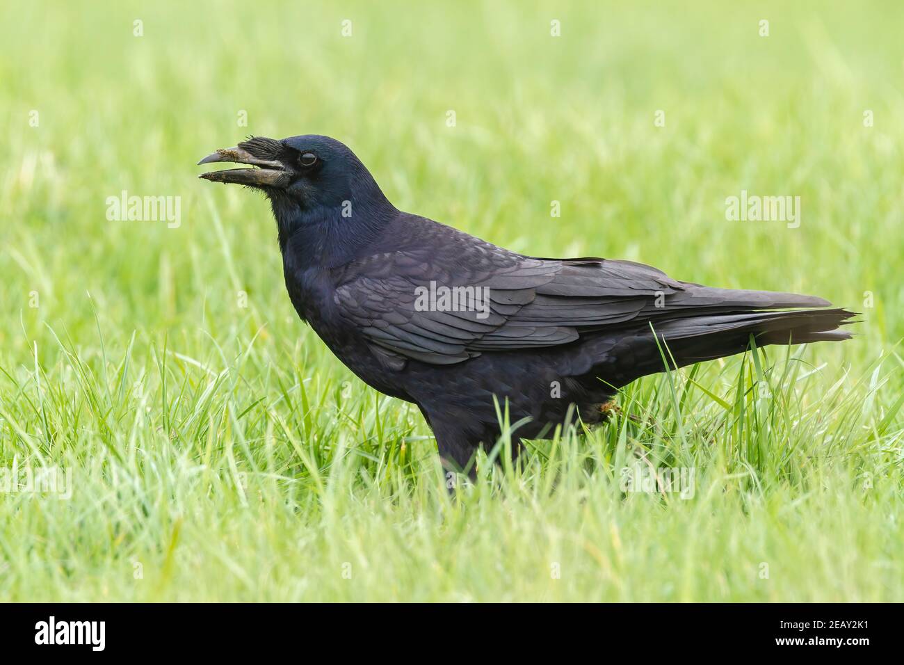 Ruscello eurasiatico, Corvus frugilegus, alimentazione di uccelli singoli su vegetazione corta, Norfolk, Regno Unito Foto Stock