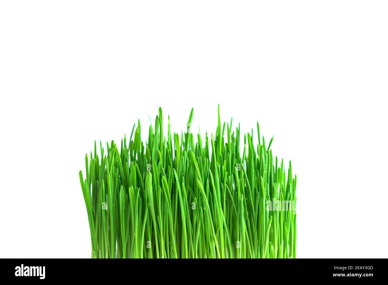 Erba verde isolato su sfondo bianco. Foto Stock