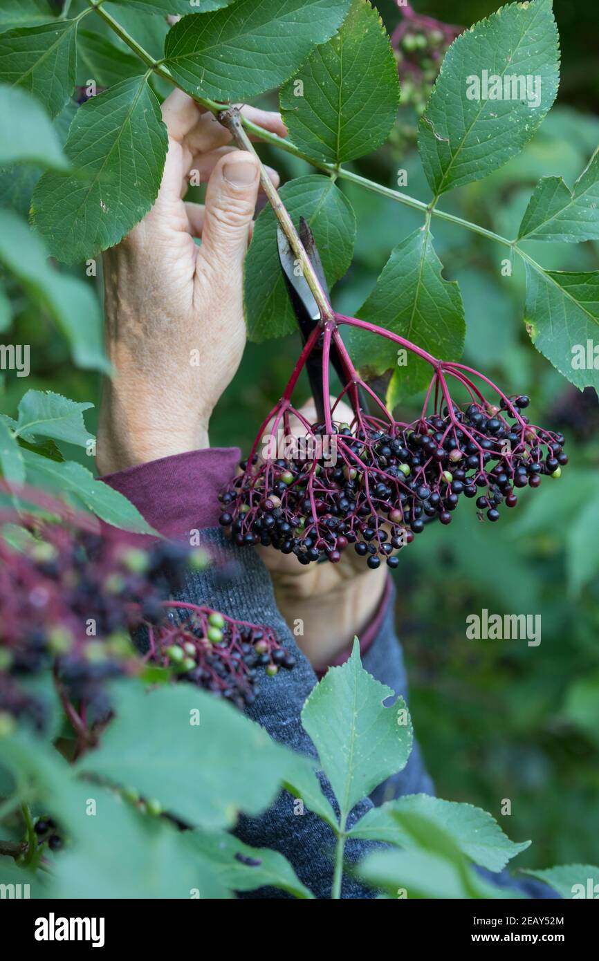 Holunder-Ernte, Holunderernte, Fliederbeer-Ernte, Fliederbeerernte, Schwarzer Holunder, Holunder, Frucht, Früchte, Fliederbeeren, Fliederbeere, Beere, Foto Stock