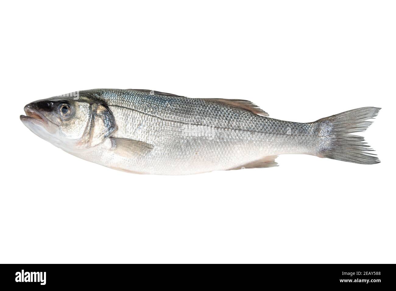Pesce di mare fresco grezzo isolato su sfondo bianco. Concetto di cibo. Foto Stock