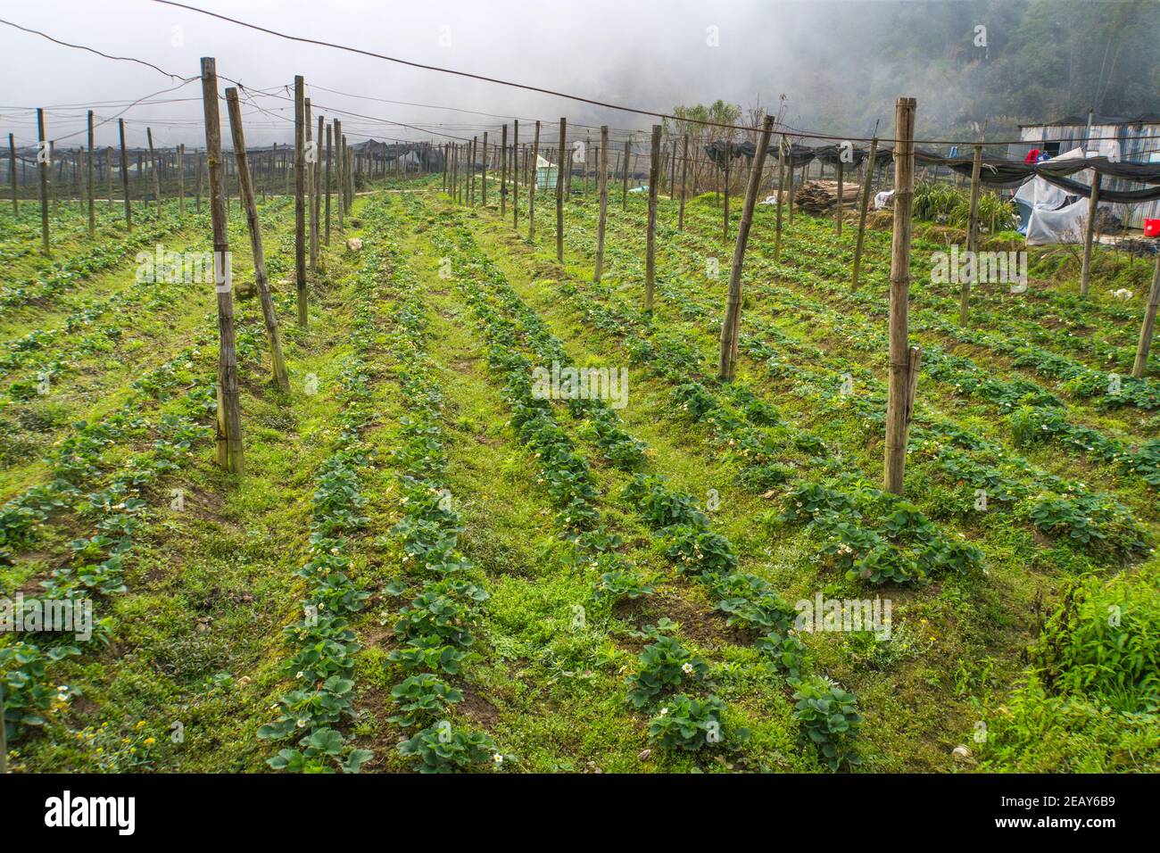 Letti di fragole con piccoli fiori bianchi. Bacche non varietali. Degenerare cespugli di fragola che crescono selvaggi nel giardino del villaggio. Foto Stock