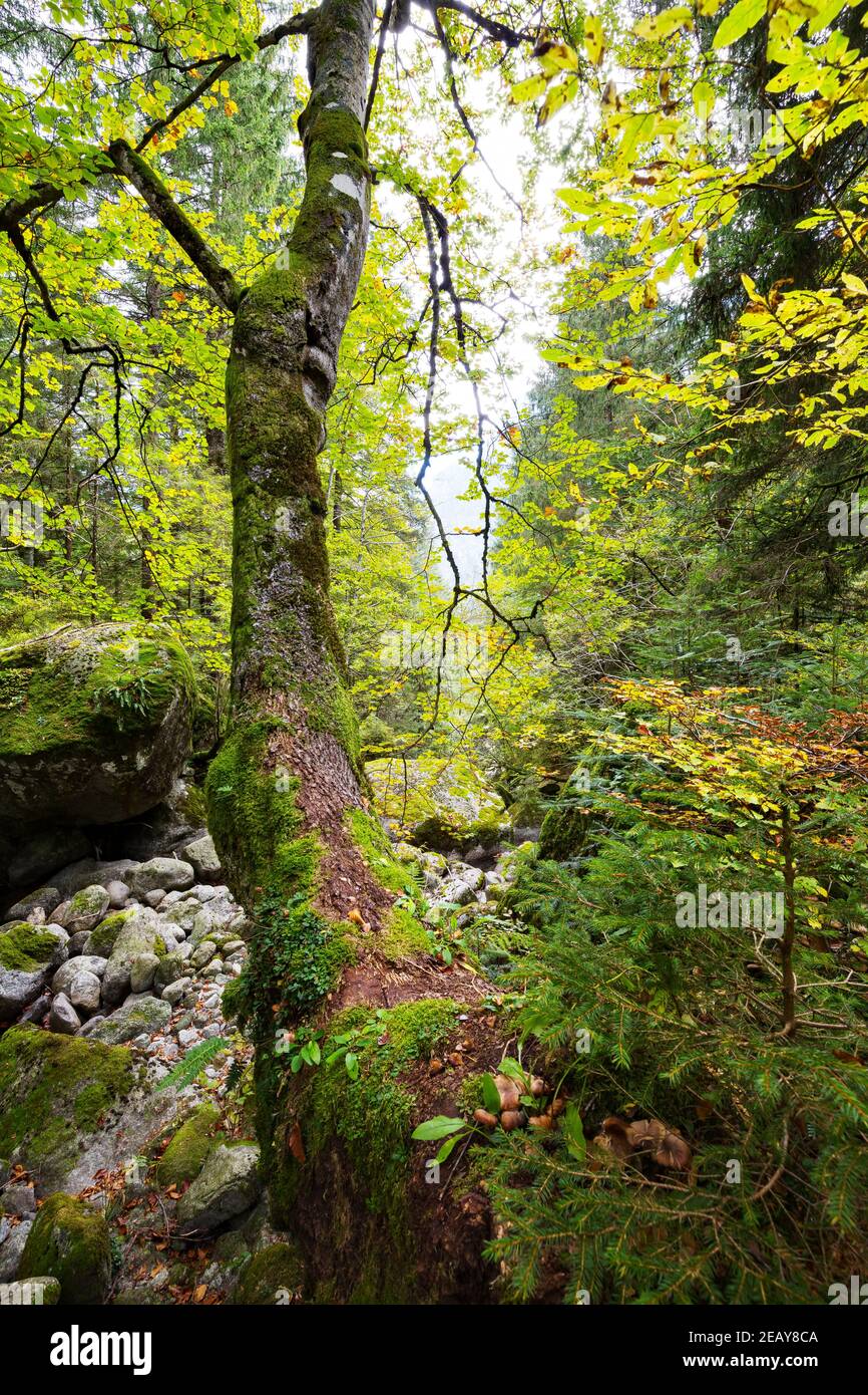 sottobosco luminoso con alberi di faggio Foto Stock