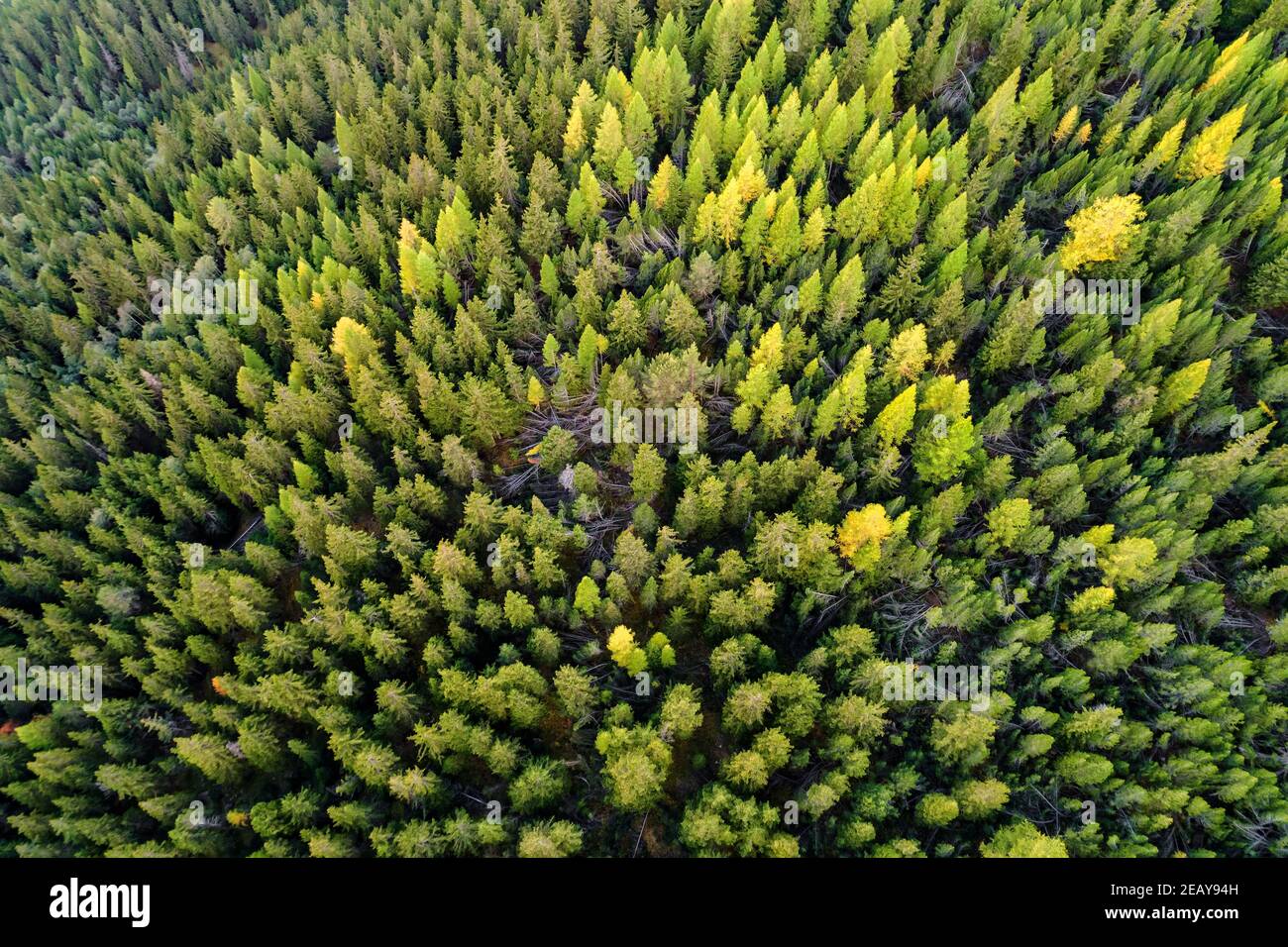 larice foresta in autunno, vista aerea Foto Stock
