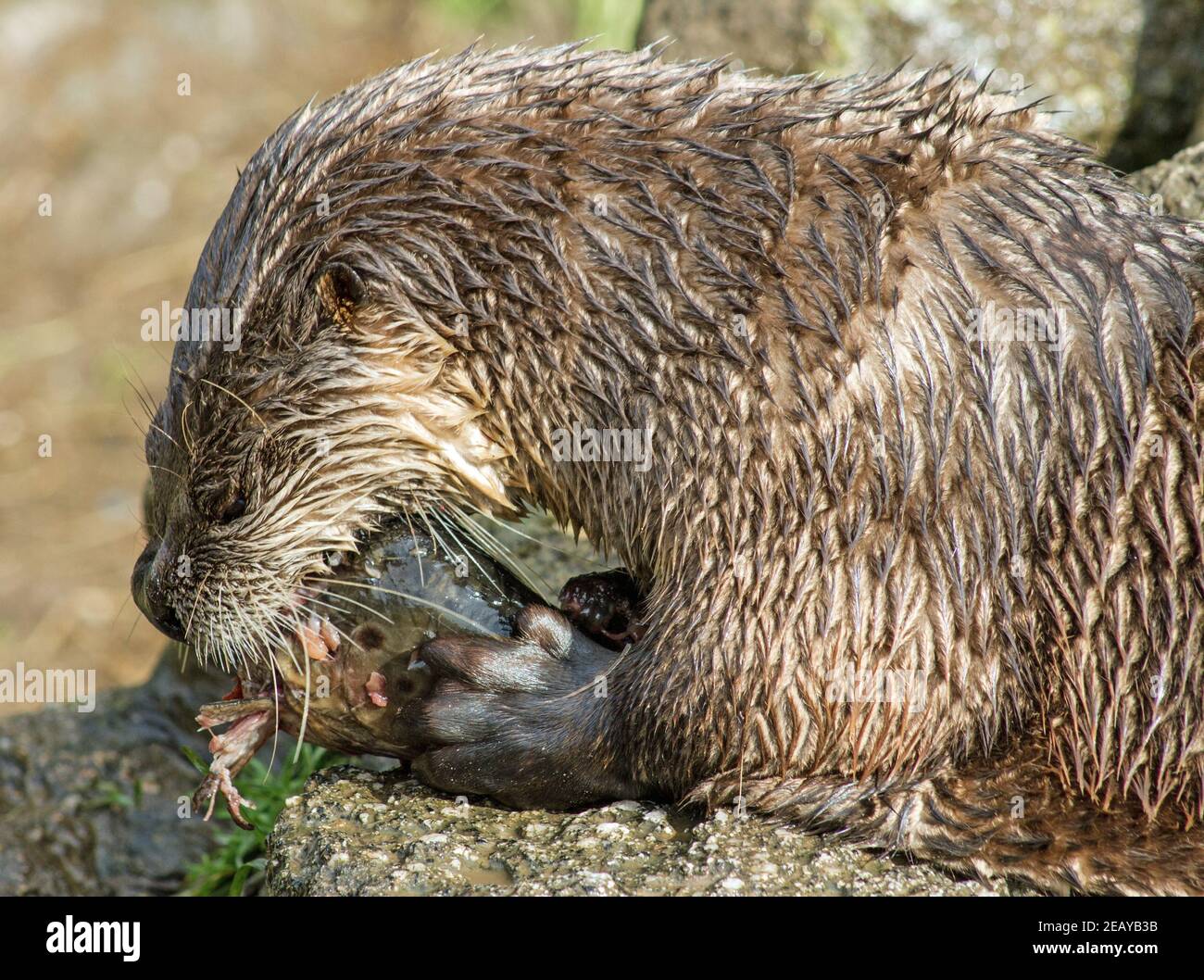 Lontre presso l'attrazione turistica di Buckfastleigh Devon, attualmente chiusa a causa di restrizioni Covid. Il suo tempo di alimentazione e la lontra porta il suo pasto in esso Foto Stock