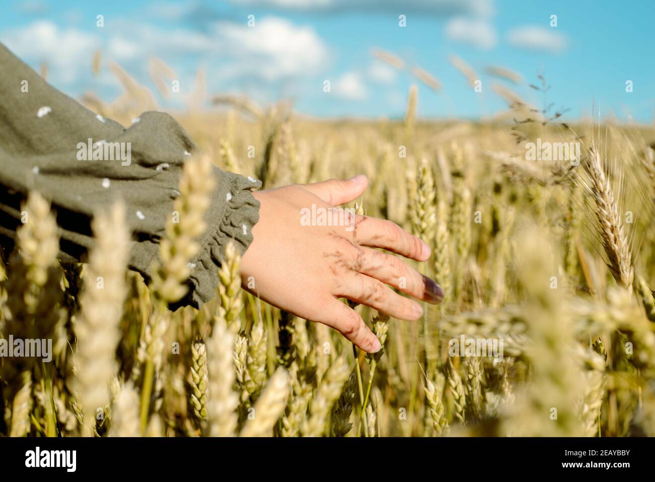 la giovane ragazza sta ballando in un campo di grano. Corre la mano sulle orecchie. Si alza con la schiena. Capelli che volano nel vento, stile di vita. Emotivamente che gira e. Foto Stock