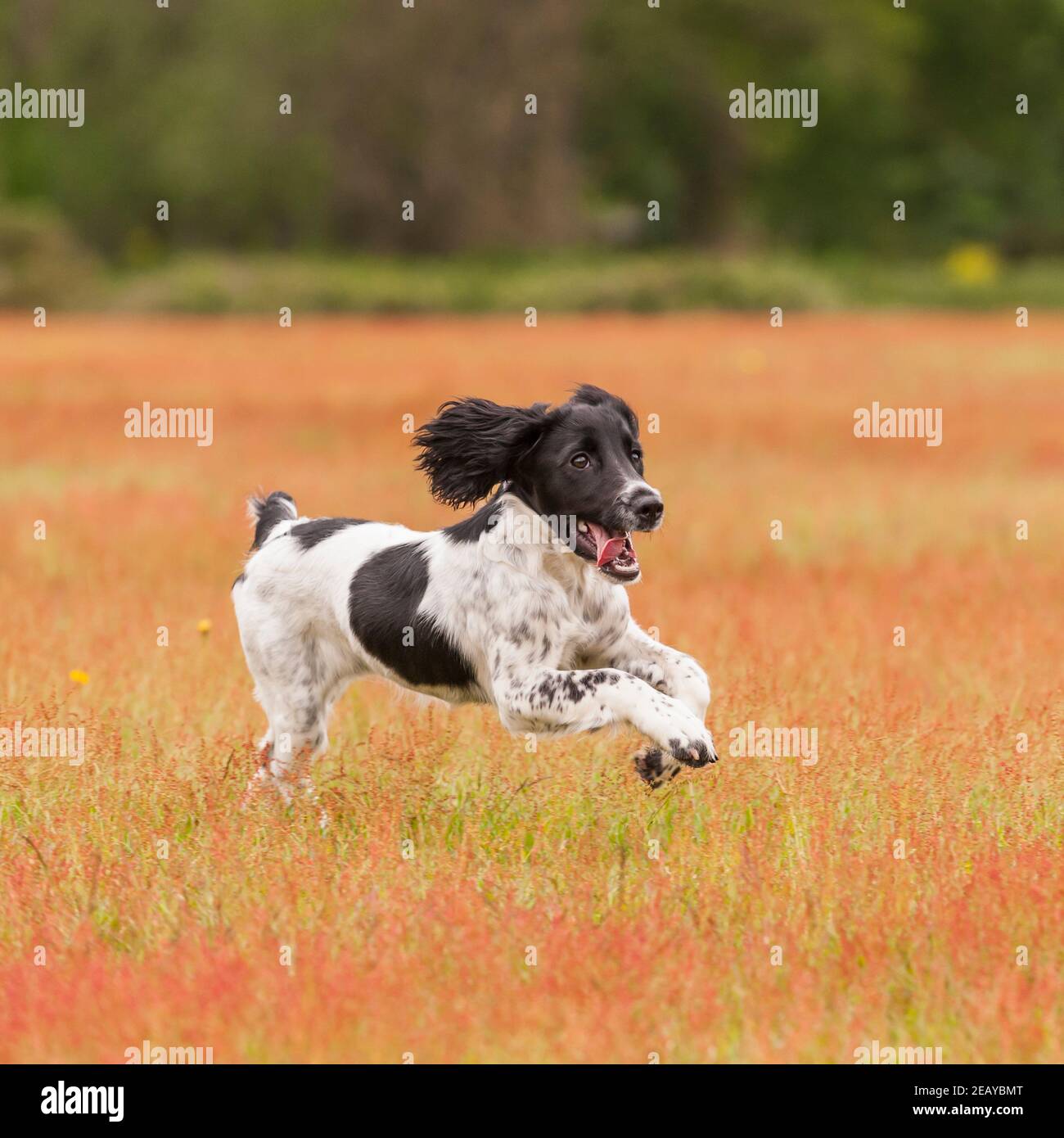 Un English Springer Spaniel pistola di lavoro di deformazione del cane in esecuzione in un campo Foto Stock