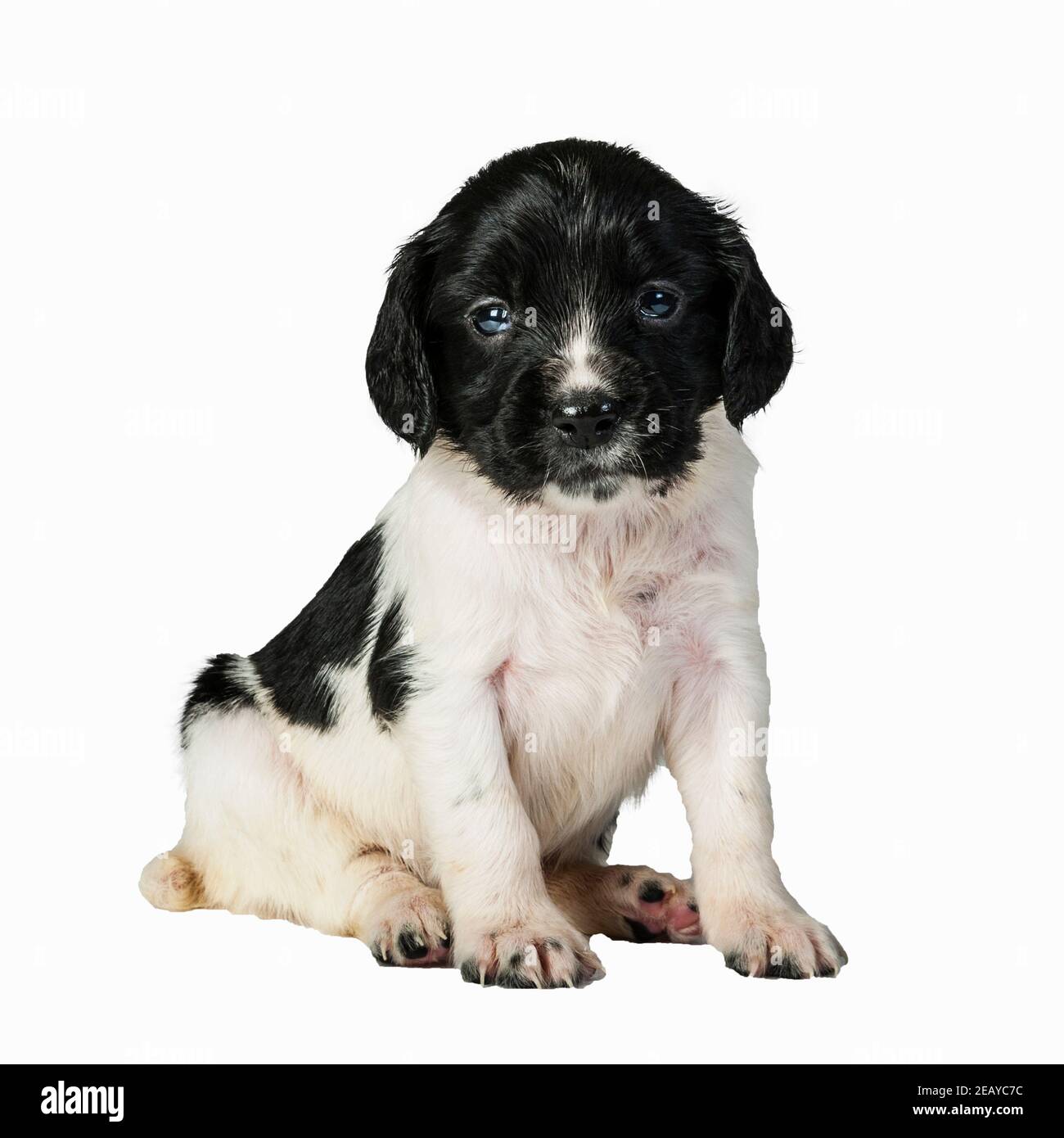 Uno Springer Spaniel inglese bianco e nero di 4 settimane cucciolo Foto Stock