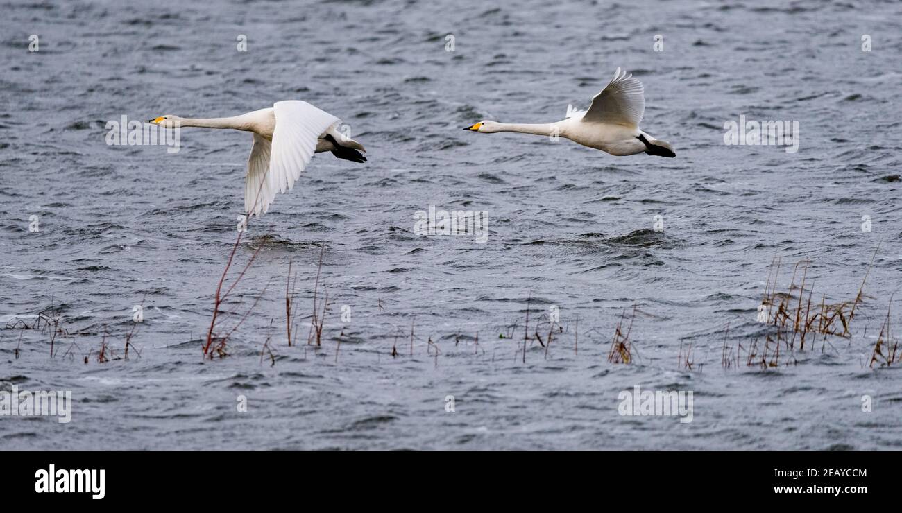Due Swans Whooper che volano basso sopra l'acqua Foto Stock