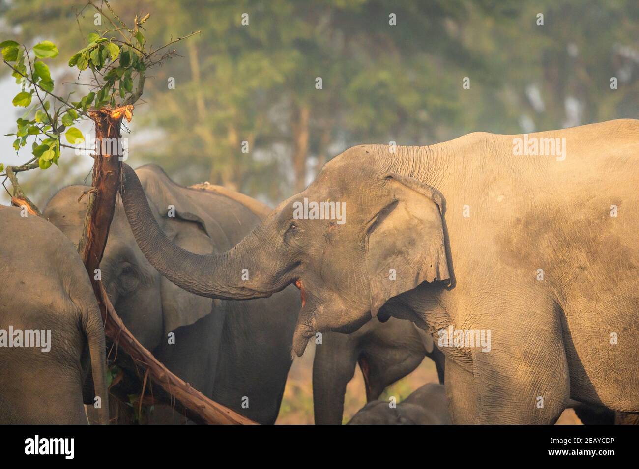 elefante asiatico selvaggio mangiare corteccia di albero nella zona di dhikala Del parco nazionale di jim corbett uttarakhand india - Elephas maximus indicus Foto Stock