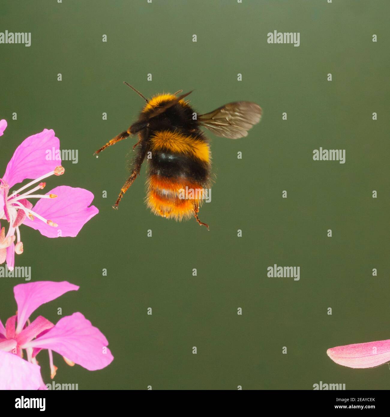 Un Bumblebee in volo libero nel Regno Unito Foto Stock