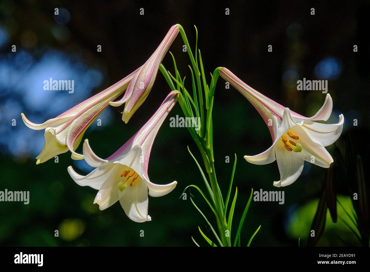 Una visualizzazione Regal Foto Stock