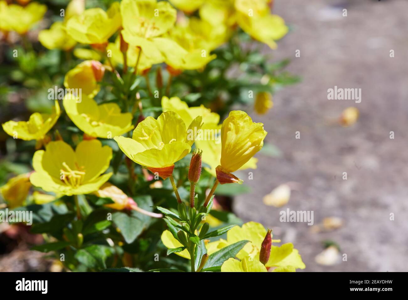 Serata comune Primrose (Oenotera biennis) in giardino. Enotera - Primula. Primrose serali comuni Foto Stock