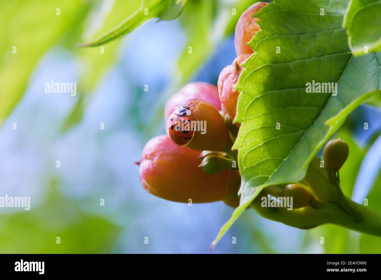 Le gemme di Campsis si vestiscono di ladybug su di esso. Bellissimi fiori rossi della tromba o tromba superriduttore Campsis radicans Foto Stock