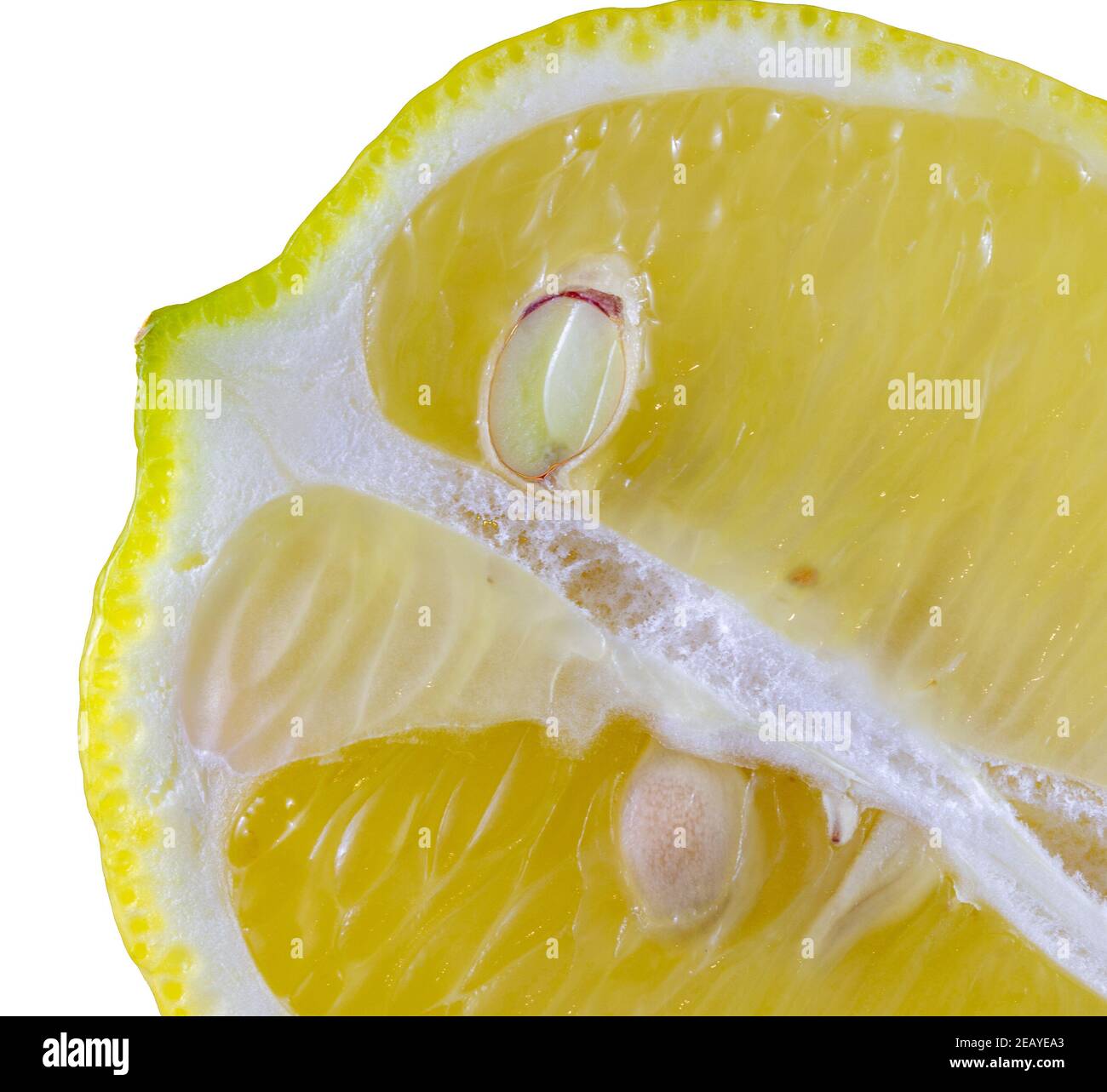 Affettato limone fresco isolato su bianco. Cattura macro adatta come backgorund o sfondo. Foto Stock