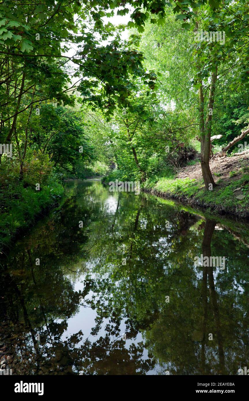 Una sezione naturale del fiume Ravensbourne mentre passa attraverso i campi di Ladywell, Lewisham Foto Stock