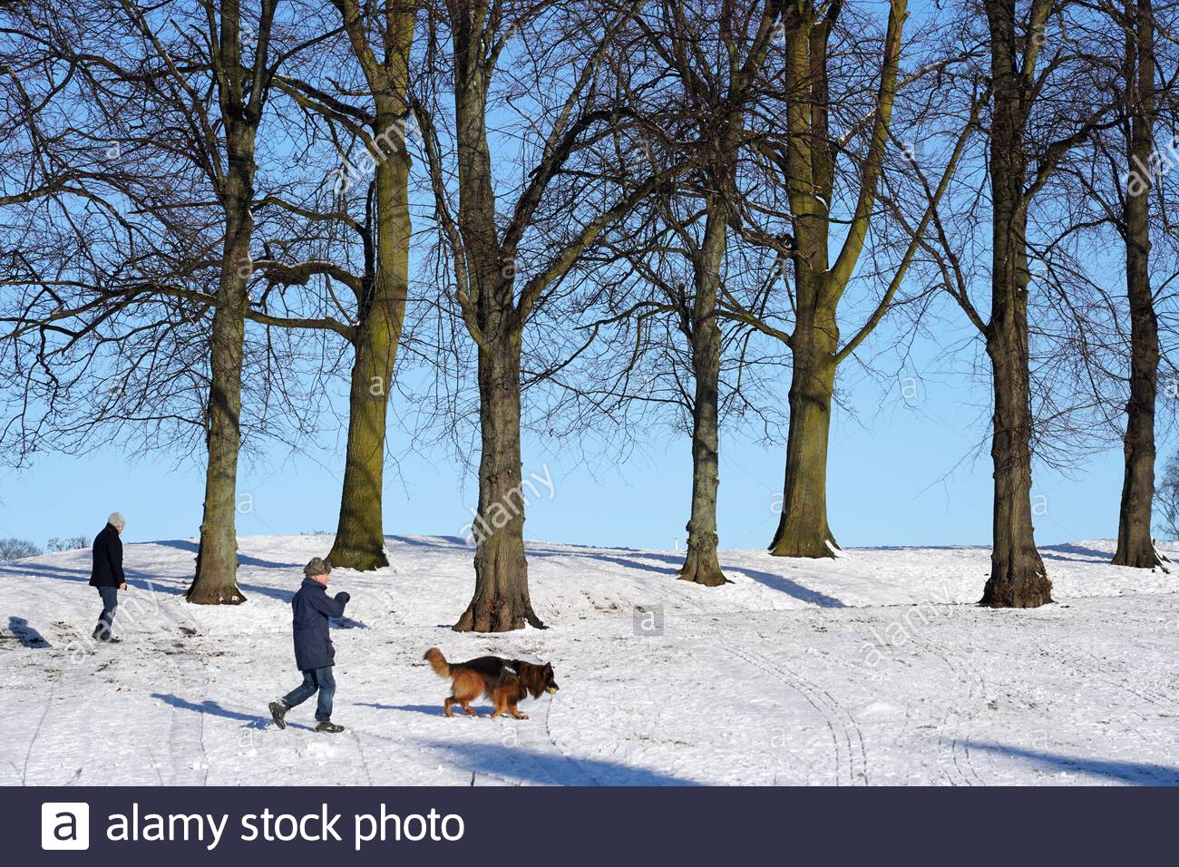 Edimburgo, Scozia, Regno Unito. 11 Feb 2021. La gente si diverte a camminare il cane in una gloriosa mattina soleggiata ma gelida in un parco innevato Inverleith. Credit: Craig Brown/Alamy Live News Foto Stock