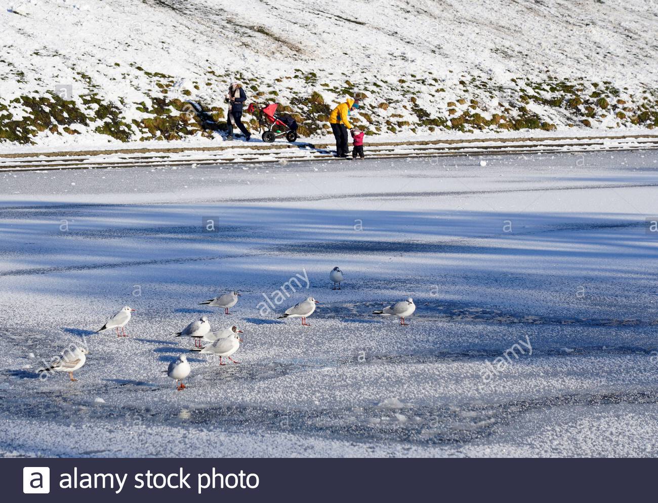 Edimburgo, Scozia, Regno Unito. 11 Feb 2021. La gente gode di una gloriosa mattina soleggiata ma gelida in un parco innevato Inverleith. Uno stagno ghiacciato di Inverleith. Credit: Craig Brown/Alamy Live News Foto Stock