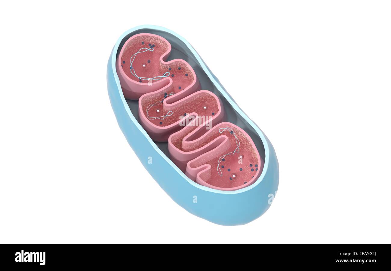 Vista in sezione dei mitocondri. Grafica di informazioni mediche su sfondo bianco, rendering 3d. Disegno digitale per computer. Foto Stock