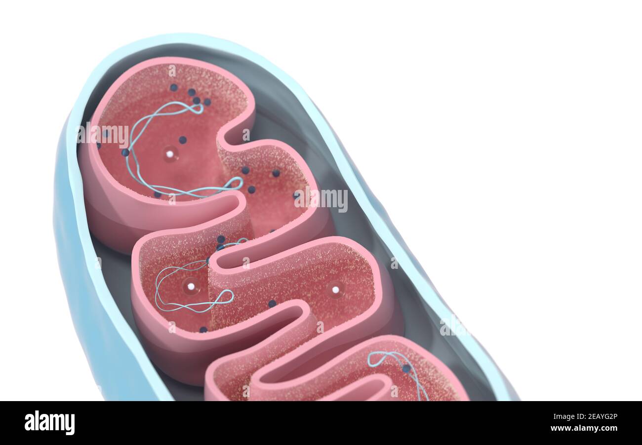 Vista in sezione dei mitocondri. Grafica di informazioni mediche su sfondo bianco, rendering 3d. Disegno digitale per computer. Foto Stock