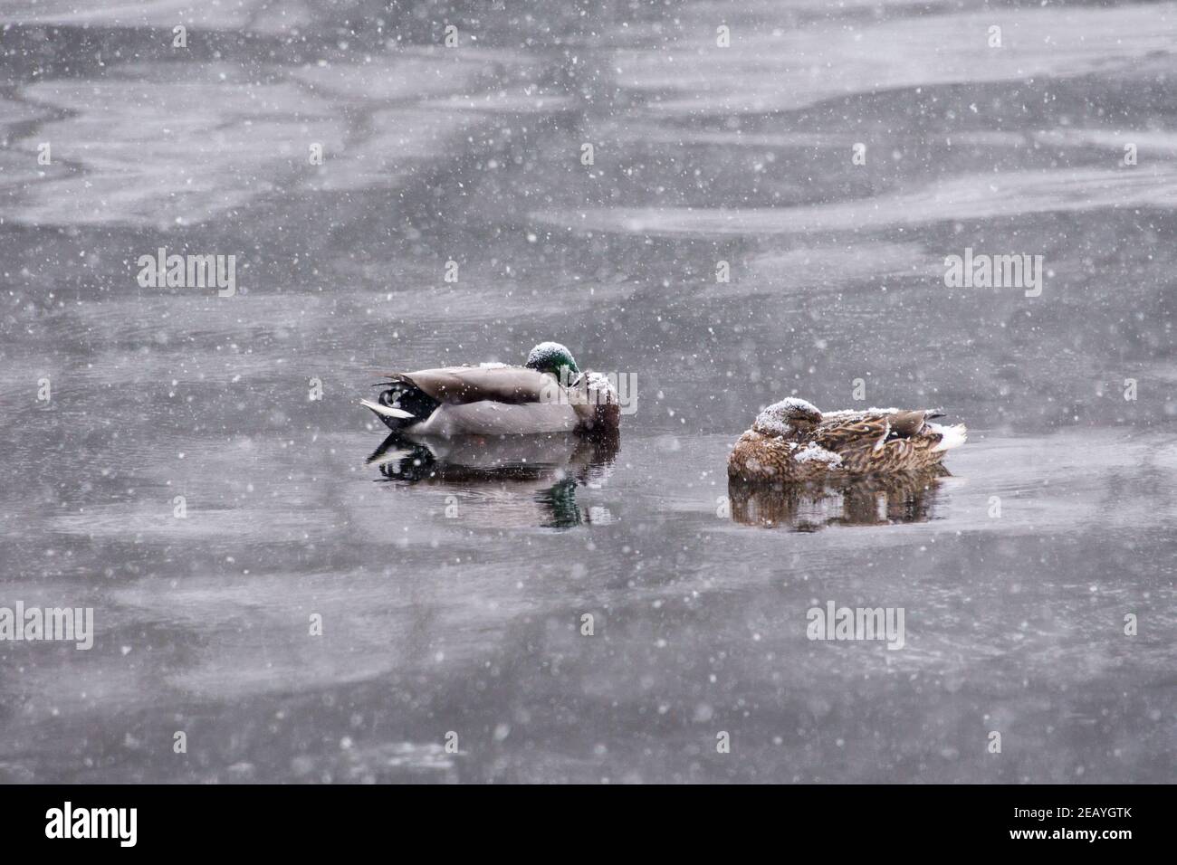 Anatre che dormono via sul lago Wannsee mentre la neve sta cadendo Foto Stock