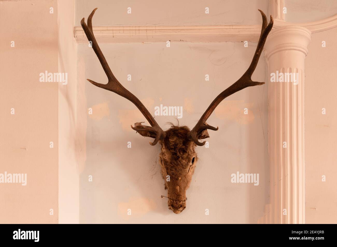 Testa di cervo sul muro. Animale tassidermico di una testa di cervo e telaio vintage sul vecchio muro di mattoni marcio. Stile vintage. Foto Stock