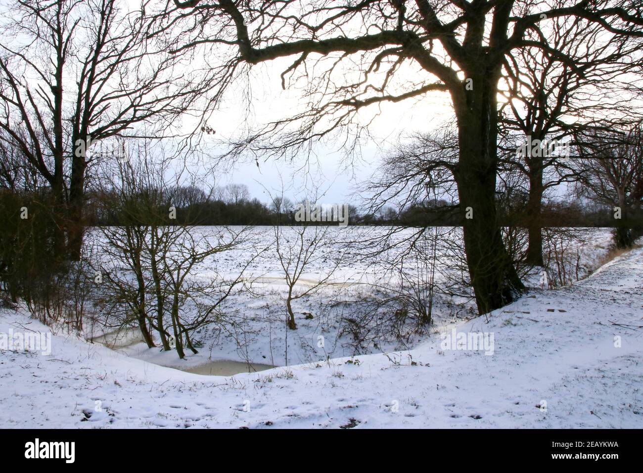 scena invernale con neve a terra e alberi. alberi nudi nella neve senza persone Foto Stock