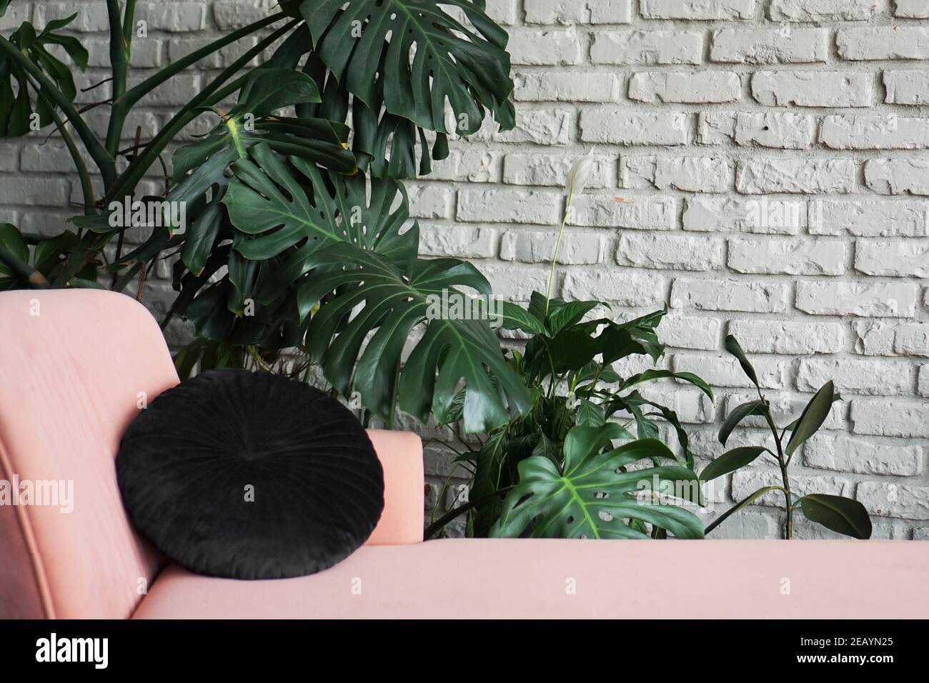 Grande pianta verde di monstera nella pentola. Divano rosa. Muro di mattoni bianchi design scandinavo Foto Stock