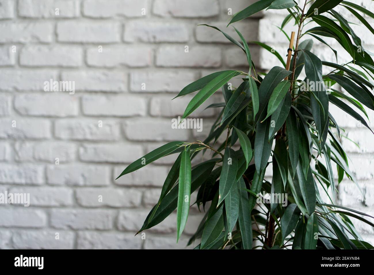 Albero di pianta verde su un muro di mattoni bianco sfondo - luce interna Foto Stock