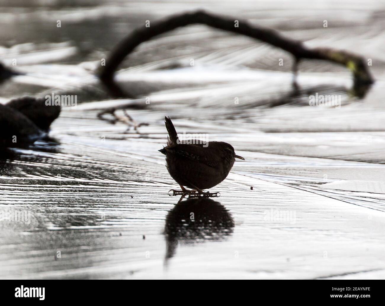 Kidderminster, Regno Unito. 11 Febbraio 2021. Tempo nel Regno Unito: Con le temperature più fredde misurate quest'anno durante la notte, ogni zona di acqua è ghiaccio solido nel Worcestershire. Un uccello Jenny WREN è silhouetted mentre cerca il cibo come si trova su un lago ghiacciato nel Worcestershire. Credit: Lee Hudson/Alamy Live News Foto Stock