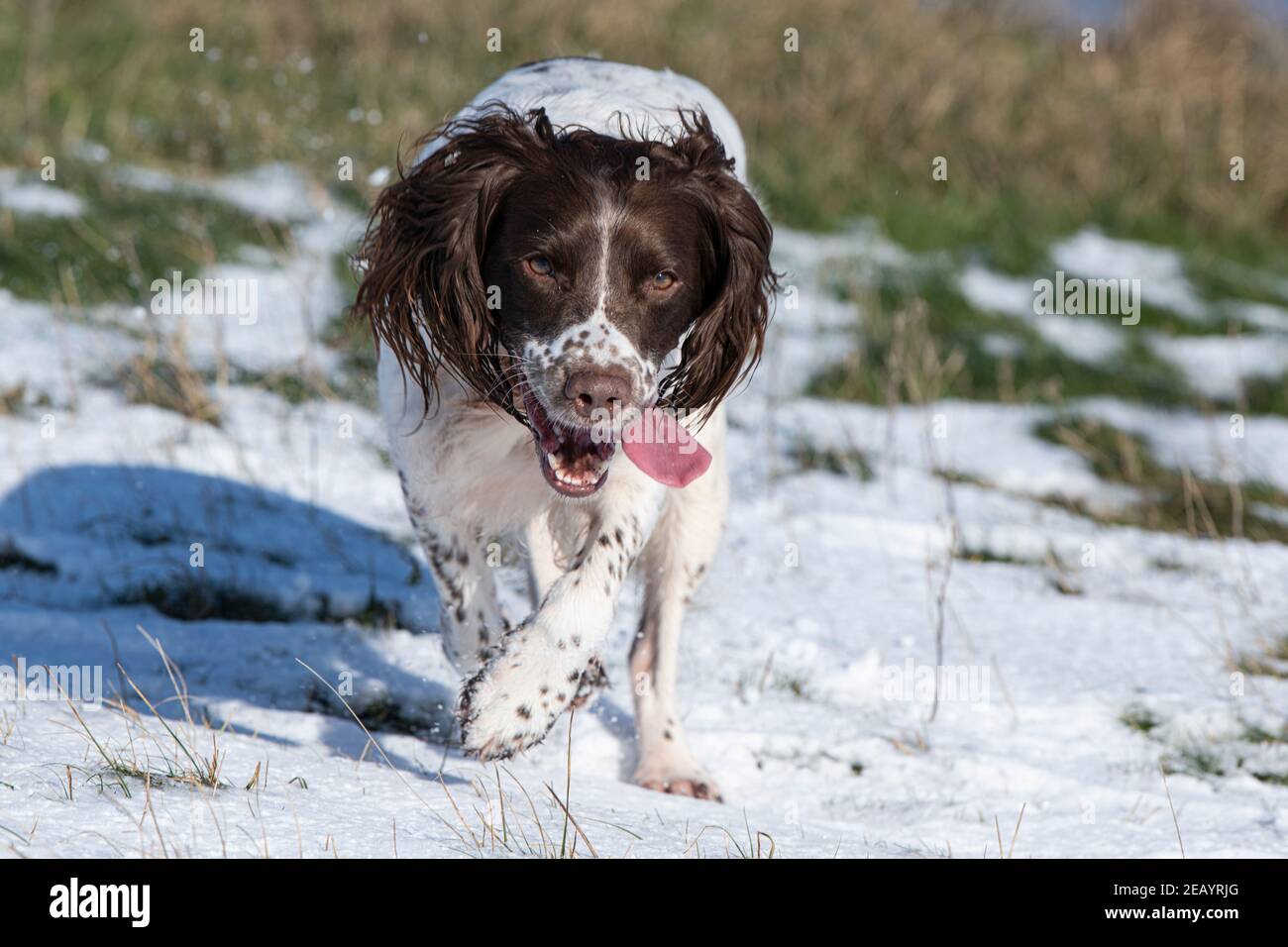 English Springer nella neve Foto Stock