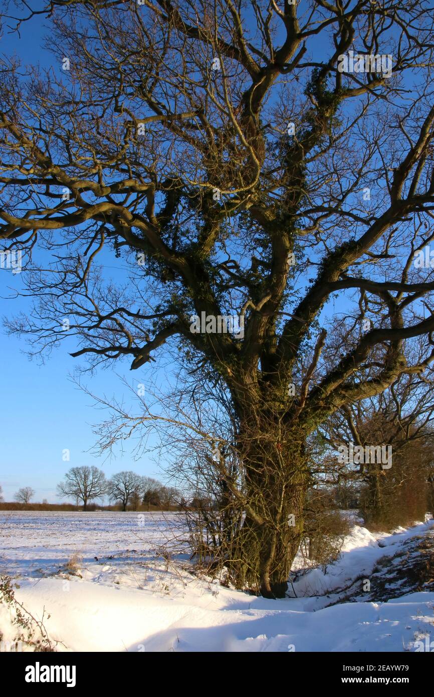 Scena invernale con neve a terra e alberi nudi nella campagna dell'Essex Inghilterra Foto Stock