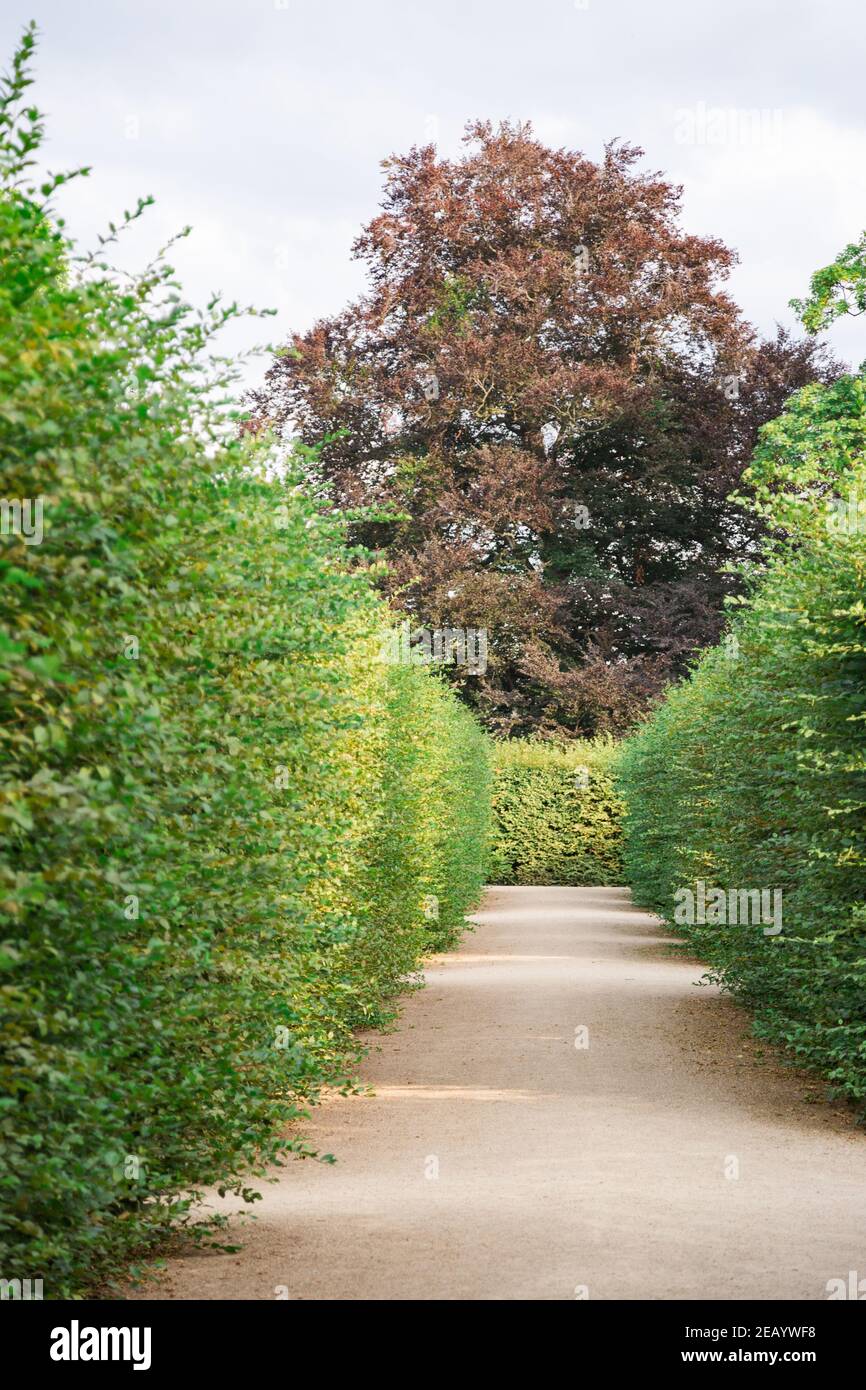 Labirinto di cespugli alti di cespugli verdi rifilati nel parco in estate Foto Stock