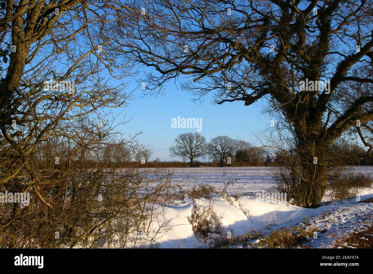 Scena invernale con neve a terra e alberi nudi nella campagna dell'Essex Inghilterra Foto Stock