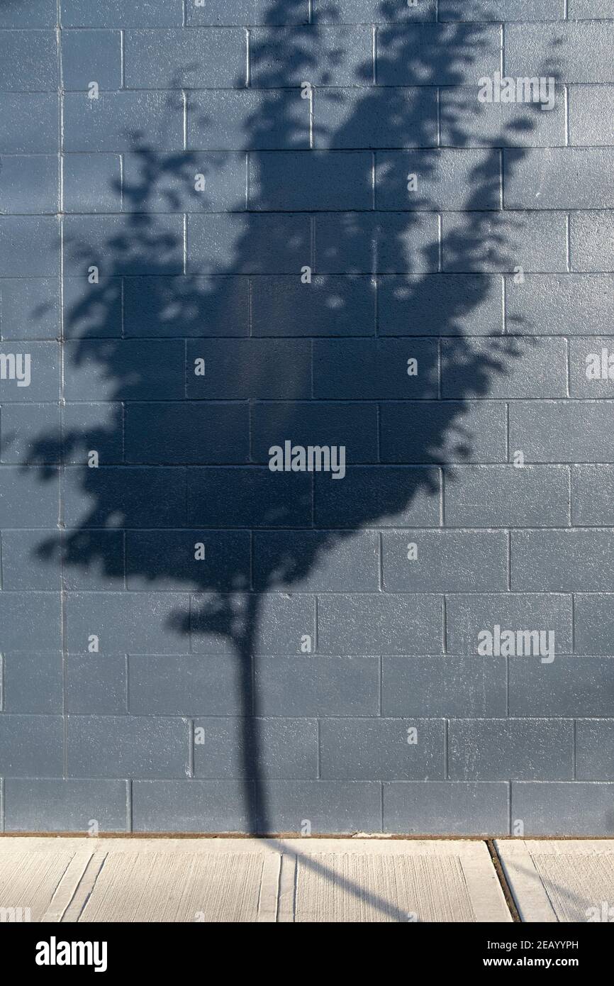 Ombra di albero su un muro dell'edificio Foto Stock