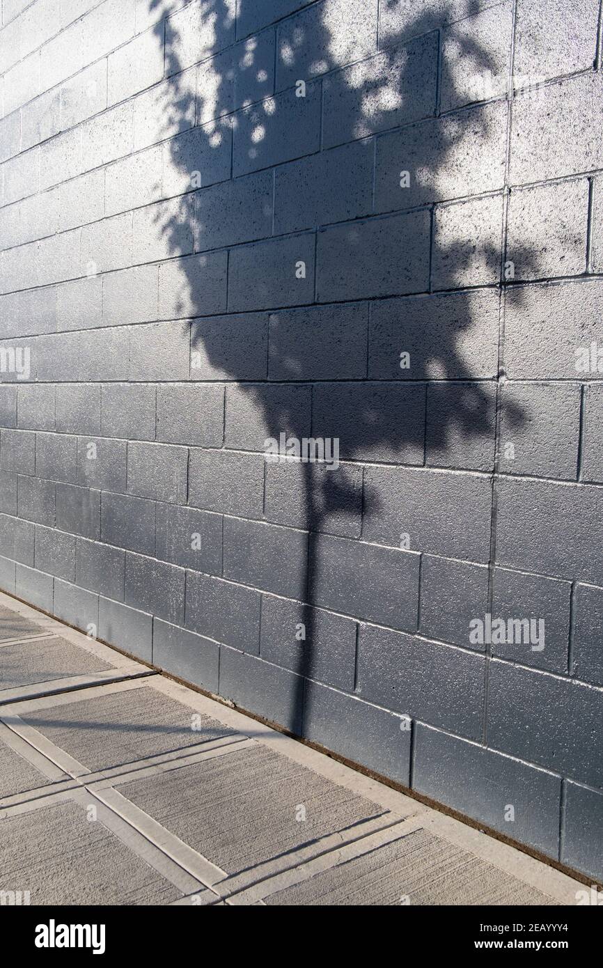 Ombra di albero su un muro dell'edificio Foto Stock