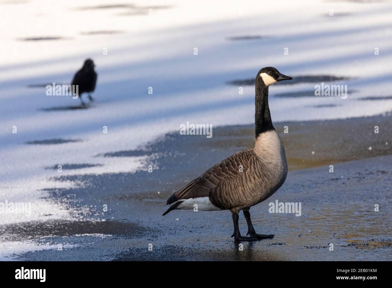 Oca selvatica di Lone Canada (Branta canadensis) camminando su una superficie ghiacciata del lago in inverno in bello luce del mattino Foto Stock