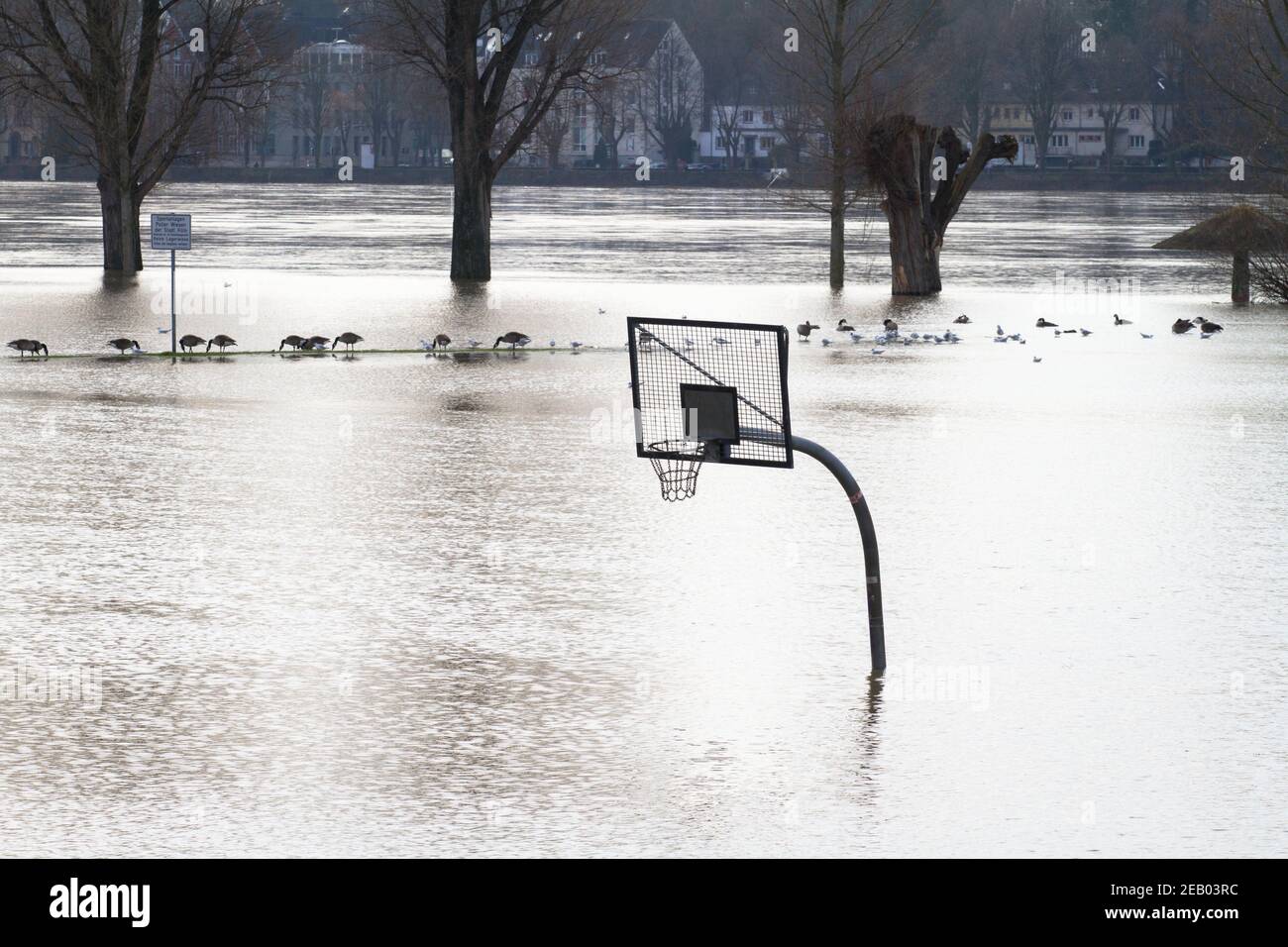 Alluvione del Reno il 5 febbraio. 2021, campo di pallacanestro allagato sulle rive del fiume Reno nel quartiere poll, Colonia, Germania. Hochwasser Foto Stock