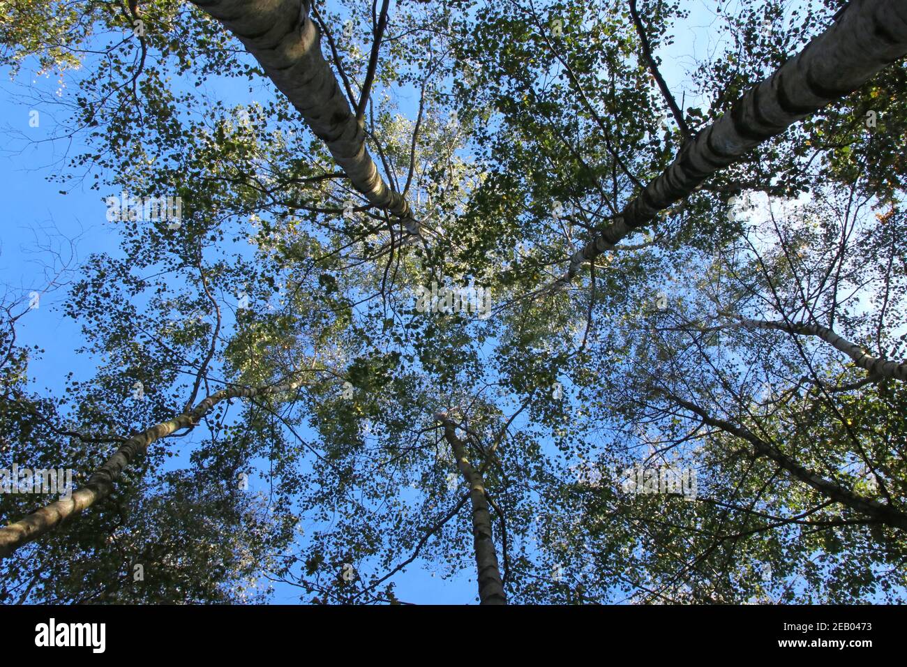 guardando verso le cime degli alberi dal piano terra, attraverso la tettoia con cielo blu e sole Foto Stock