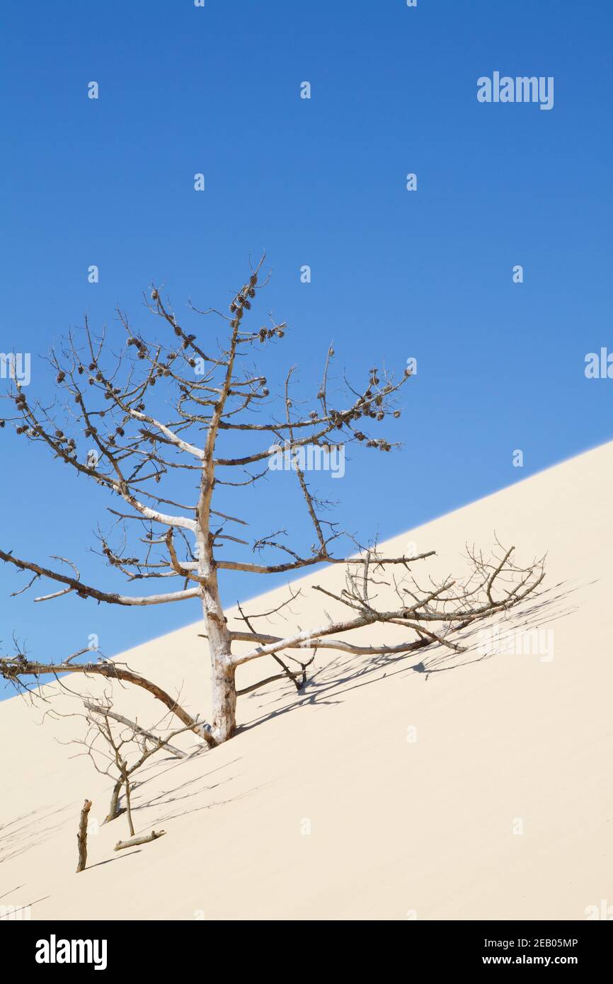 Un albero viene mangiato dalla grande duna di pilat (francia) Foto Stock