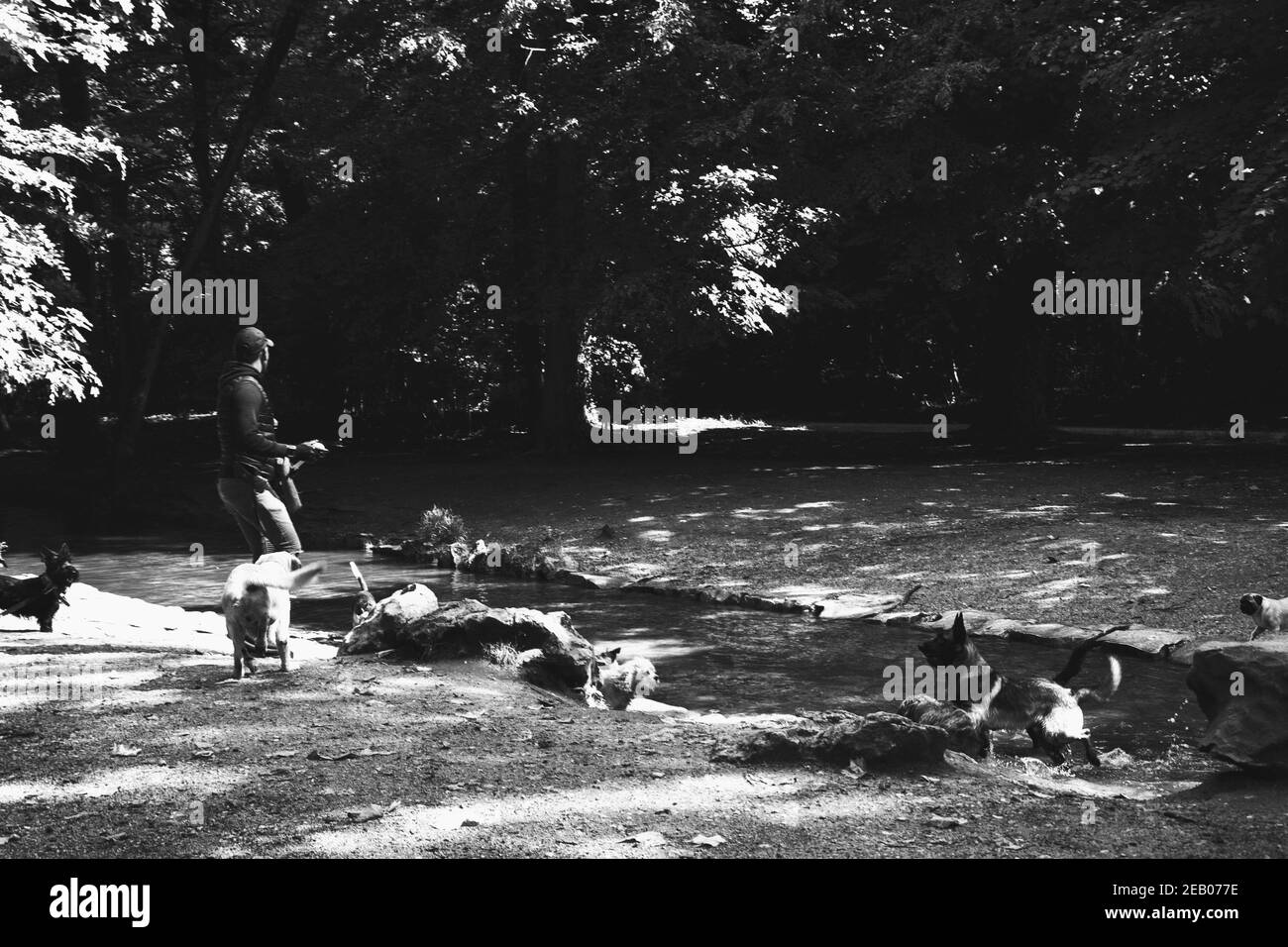 Servizio Dog Walk. Giovane uomo (irriconoscibile; vista posteriore) cammina cani nella foresta di Vincennes di Parigi, Francia e gioca con loro . Gli anziani usano spesso servic Foto Stock