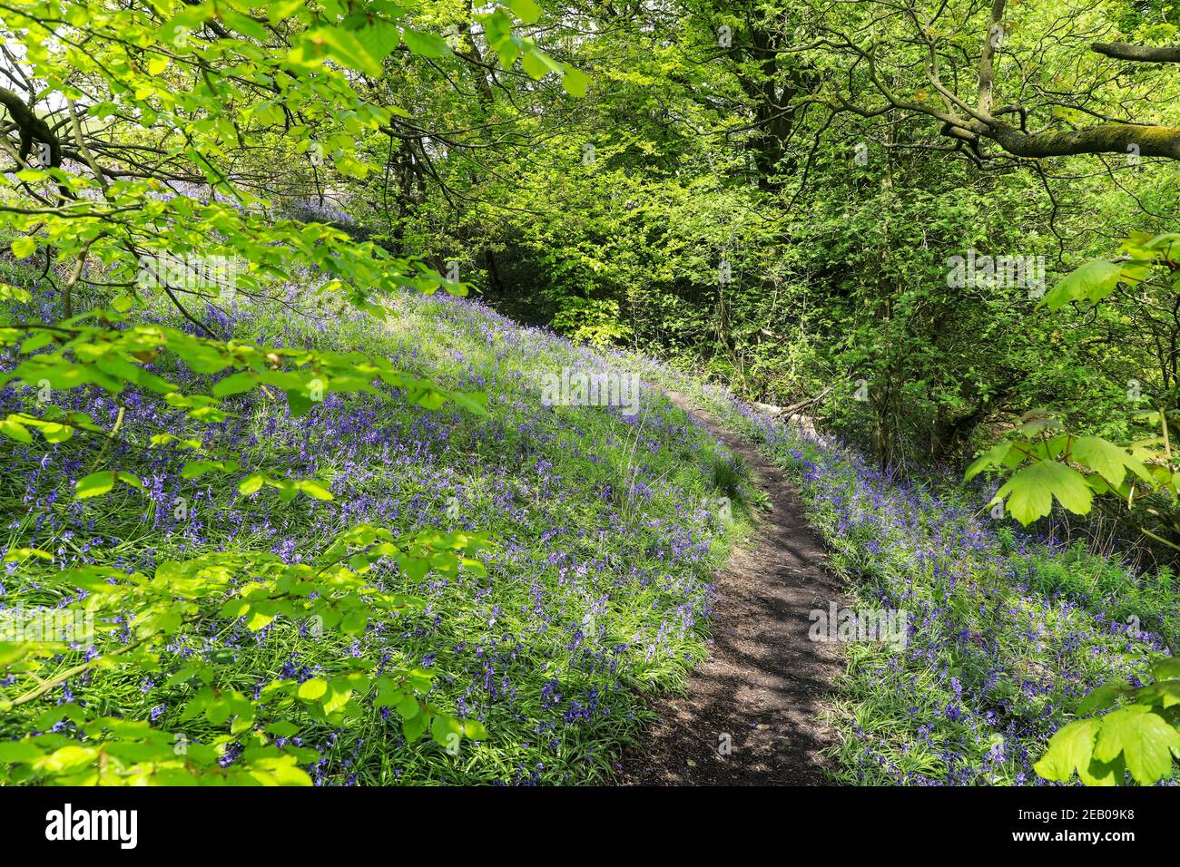 Un percorso attraverso un bosco di Bluebell inglese in primavera con le foglie sugli alberi appena uscenti, Staffordshire, Inghilterra, Regno Unito Foto Stock
