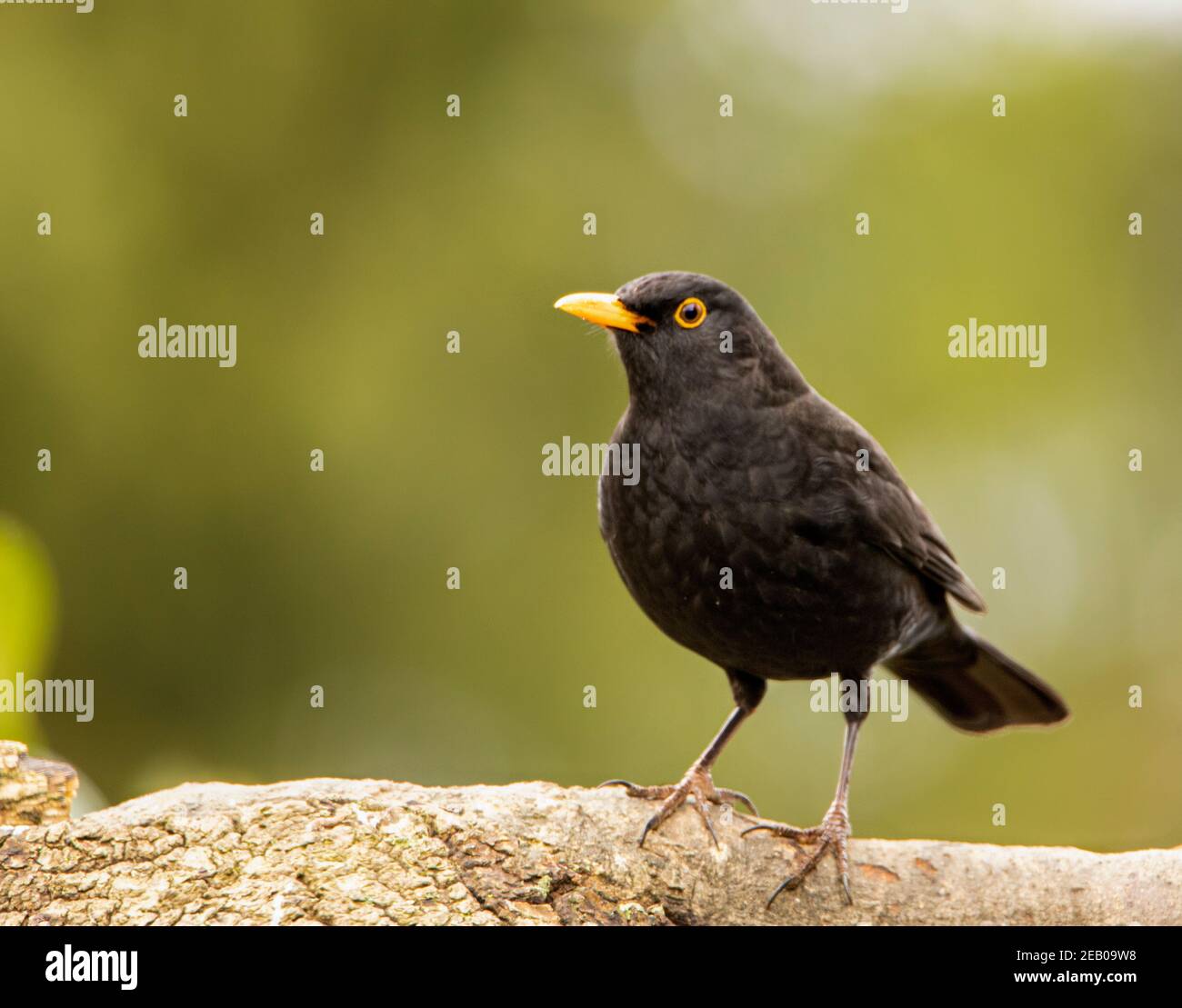 Maschio Blackbird, turdus, Trdus merula, arroccato su un ramo in un giardino britannico, inverno 2021 Foto Stock