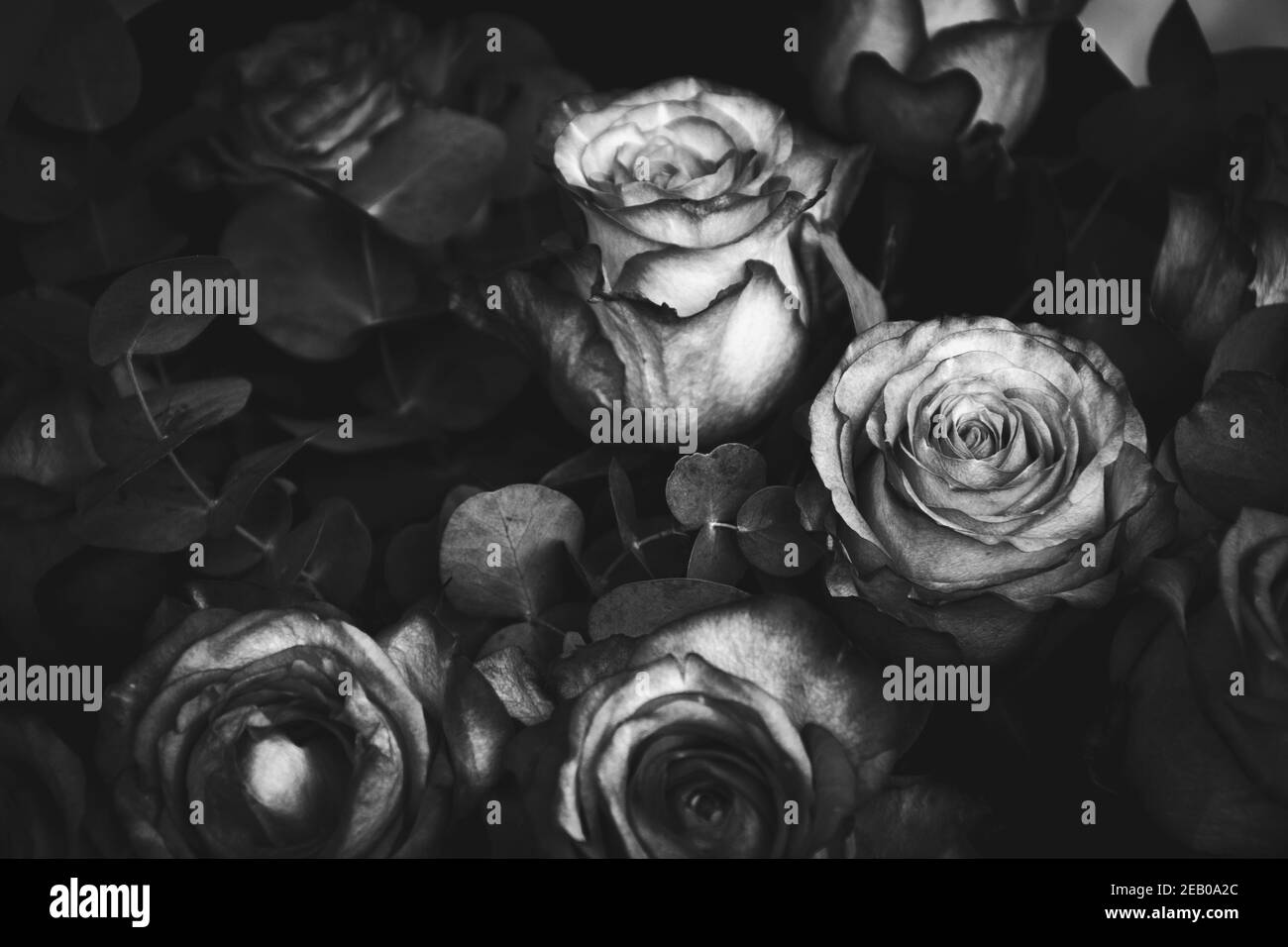 Allestimento di bouquet funebri di fiori di rosa. Sfondo lutto. Concetti di dolore, memoria, dolore, perdita. Messa a fuoco selettiva. Foto in bianco e nero. Foto Stock